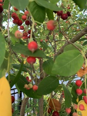 Malus coronaria