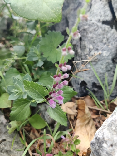 Scutellaria rubicunda, photograph 3
