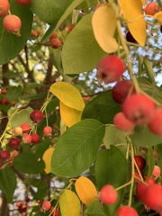 Malus coronaria
