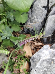 Riccardo Rocca, CC BY, iNaturalist via GBIF Scutellaria rubicunda, photograph Riccardo Rocca, CC BY, iNaturalist via GBIF