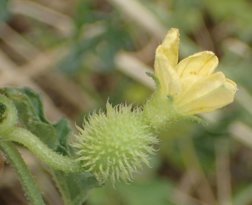 Cucumis zeyheri (Cucumis zeyheri)