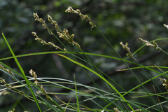 Carex brizoides