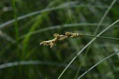 Carex brizoides