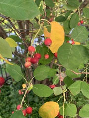 Malus coronaria