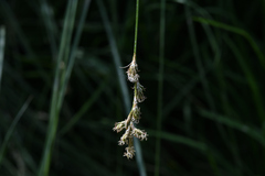 Carex brizoides