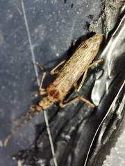 Oedemera marmorata