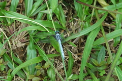 Orthetrum luzonicum