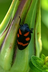 Cercopis arcuata