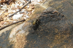Callytron nivicinctum