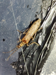 Oedemera marmorata