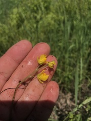 Utricularia macrorhiza image