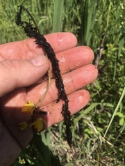 Utricularia macrorhiza image