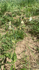 Silene latifolia