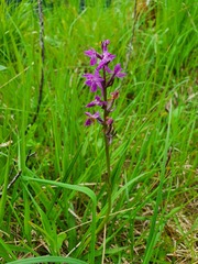 Dactylorhiza traunsteineri