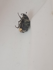 Oxythyrea funesta