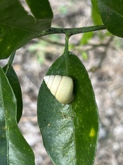 Satsuma albida