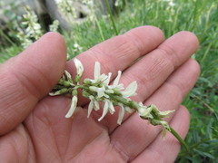 Astragalus williamsii