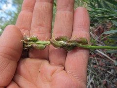Astragalus williamsii