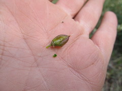 Astragalus williamsii