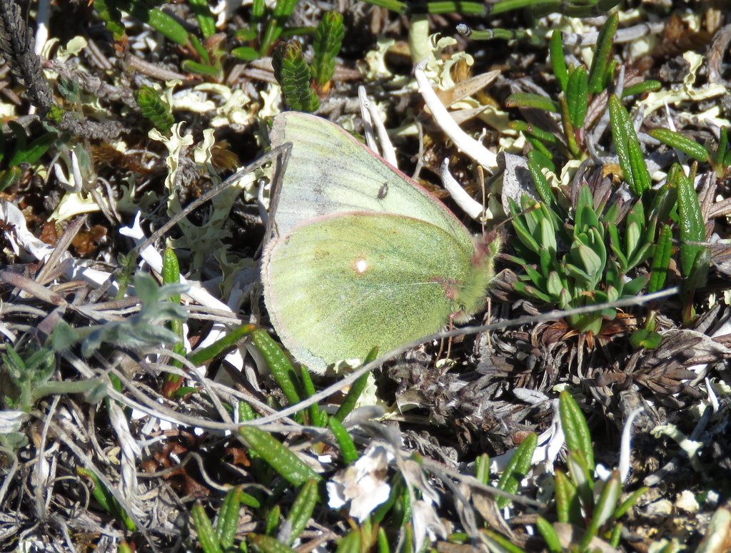 Pale Arctic Clouded Yellow
