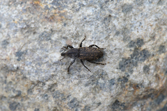 Plinthina