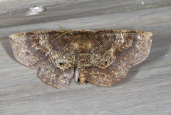 Metarranthis angularia