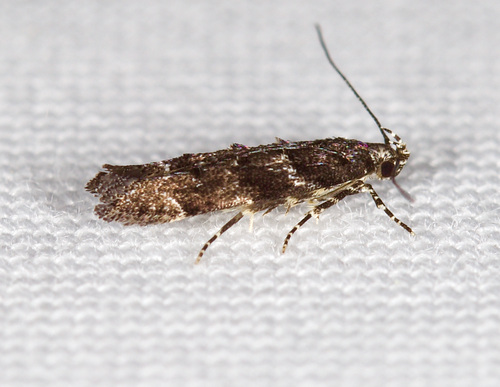 Coleotechnites carbonaria