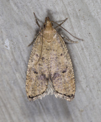 Psilocorsis quercicella