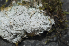 Diploschistes muscorum