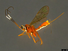 Australoglypta