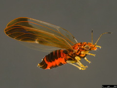 Anoeconeossa