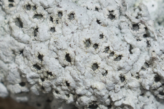 Diploschistes muscorum