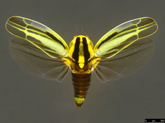 Zygina evansi