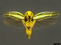 Zygina evansi