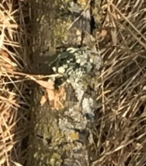 Ramalina leptocarpha