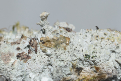 Diploschistes muscorum