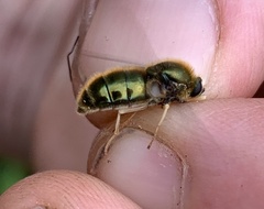 Eulonchus marialiciae