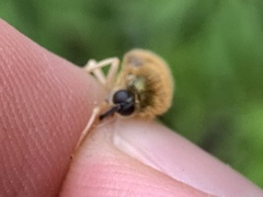 Eulonchus marialiciae