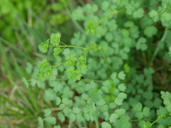 Thalictrum minus saxatile