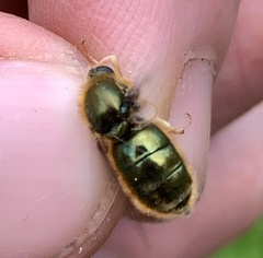 Eulonchus marialiciae