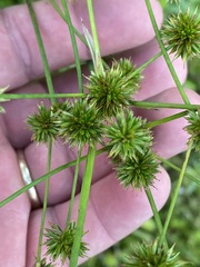 Juncus megacephalus