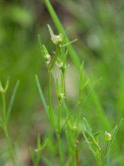Asperula tinctoria