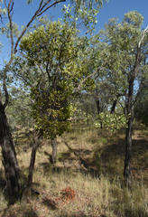 Erythroxylum ellipticum
