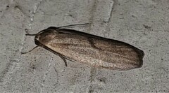 Lambula obliquilinea