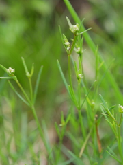 Asperula tinctoria