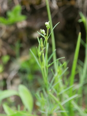 Asperula tinctoria