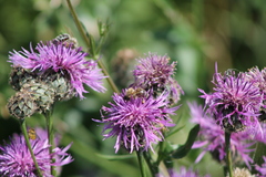 Apis mellifera