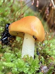 Amanita xanthocephala