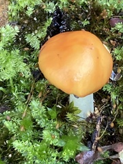 Amanita xanthocephala