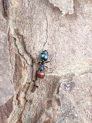 Crematogaster scutellaris